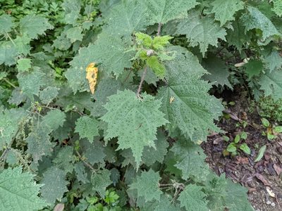 Urtica thunbergiana, photographed by Chen Jia Hong