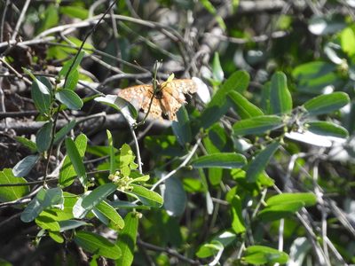 Nephroia diversifolia, photographed by Jared Shorma