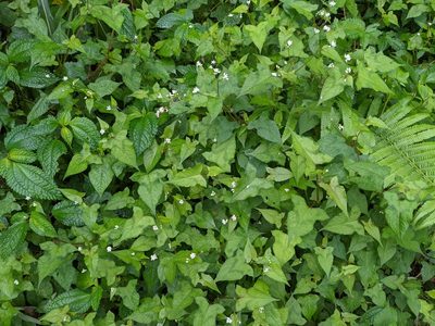 Polygonum biconvexum, photographed by Chen Jia Hong