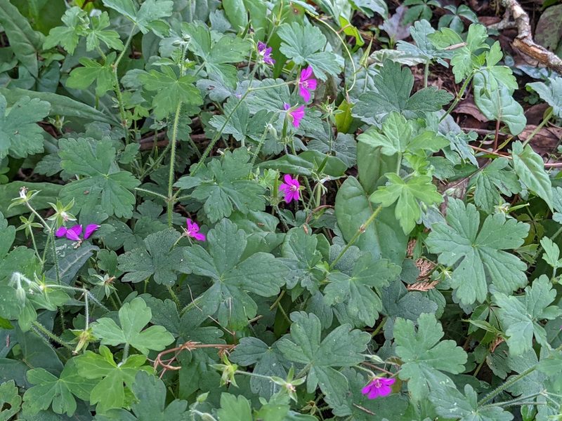 Geranium thunbergii, photographed by Chen Jia Hong