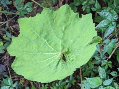 Petasites formosanus, photographed by Chen Jia Hong