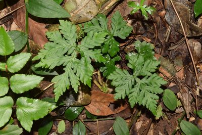 Doryopteris concolor, photographed by Sunčana Bradley