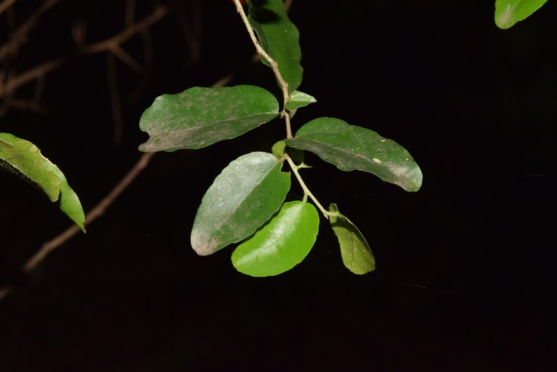 Dovyalis rhamnoides, photographed by Sunčana Bradley