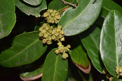 Mystroxylon aethiopicum, photographed by Sunčana Bradley