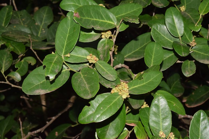 Mystroxylon aethiopicum, photographed by Sunčana Bradley
