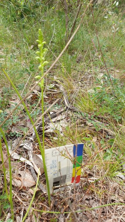 Microtis arenaria, photographed by Rosalie Lawrence