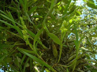 Epidendrum cardiophorum, photographed by Neptalí Ramírez Marcial