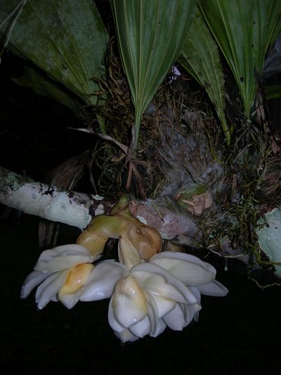 Stanhopea ecornuta, photographed by Neptalí Ramírez Marcial