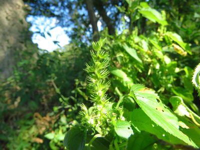 Acalypha persimilis, photographed by Annika Lindqvist