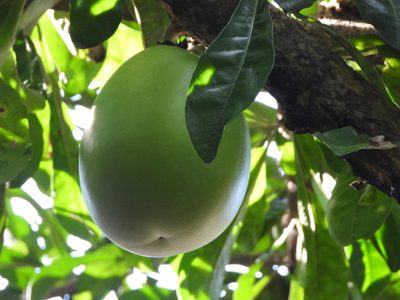 Crescentia cujete, photographed by fede2cr