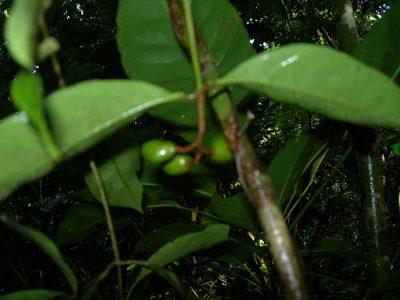 Rinorea hummelii, photographed by Neptalí Ramírez Marcial