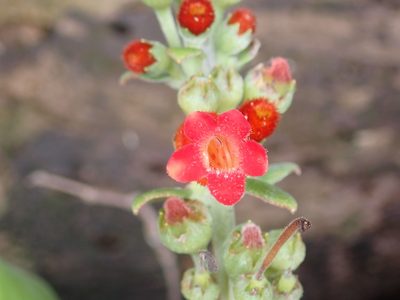 Kohleria spicata, photographed by keesgroenendijk