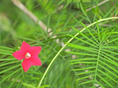 Ipomoea quamoclit, photographed by fede2cr