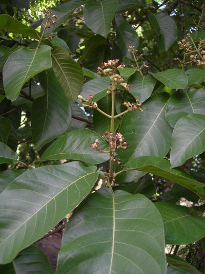 Simira salvadorensis, photographed by Neptalí Ramírez Marcial