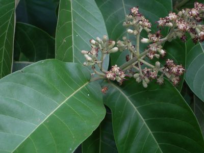 Simira salvadorensis, photographed by Neptalí Ramírez Marcial
