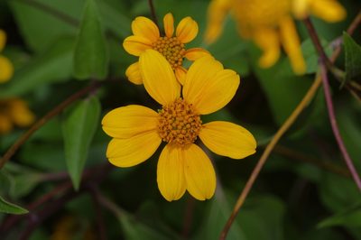 Viguiera dentata, photographed by Michelle W. （鍾偉瑋）