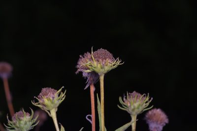 Helianthus maximiliani, photographed by Michelle W. （鍾偉瑋）