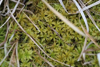 Sphagnum riparium, photographed by Quinten Wiegersma
