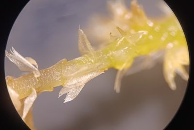 Sphagnum riparium, photographed by Quinten Wiegersma