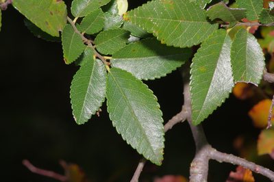 Ulmus parvifolia, photographed by Michelle W. （鍾偉瑋）