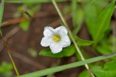 Bouchetia erecta, photographed by Michelle W. （鍾偉瑋）