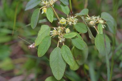 Croton monanthogynus, photographed by Michelle W. （鍾偉瑋）