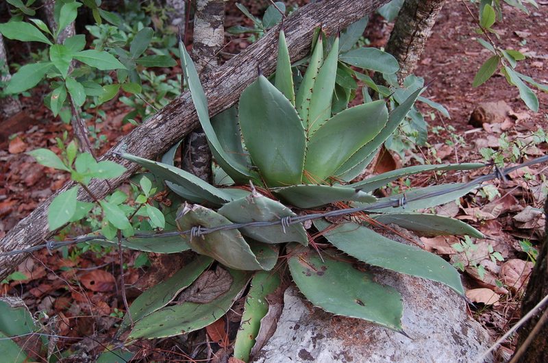 Agave chiapensis, photographed by Neptalí Ramírez Marcial