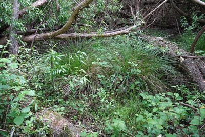 Carex rafflesiana, photographed by Jon Sullivan