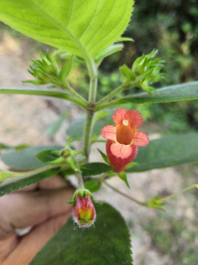 Moussonia jaliscana, photographed by Ana Nuño