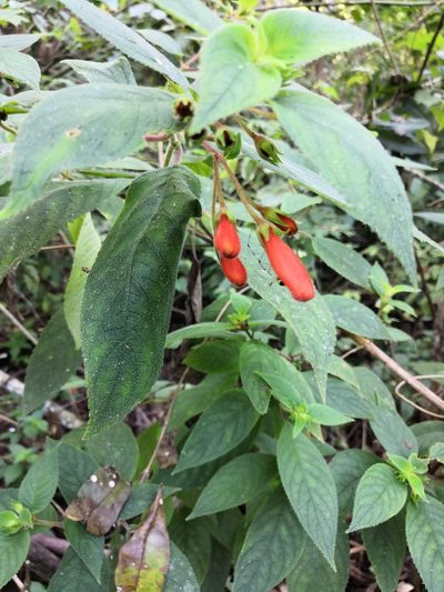 Moussonia jaliscana, photographed by Ana Nuño