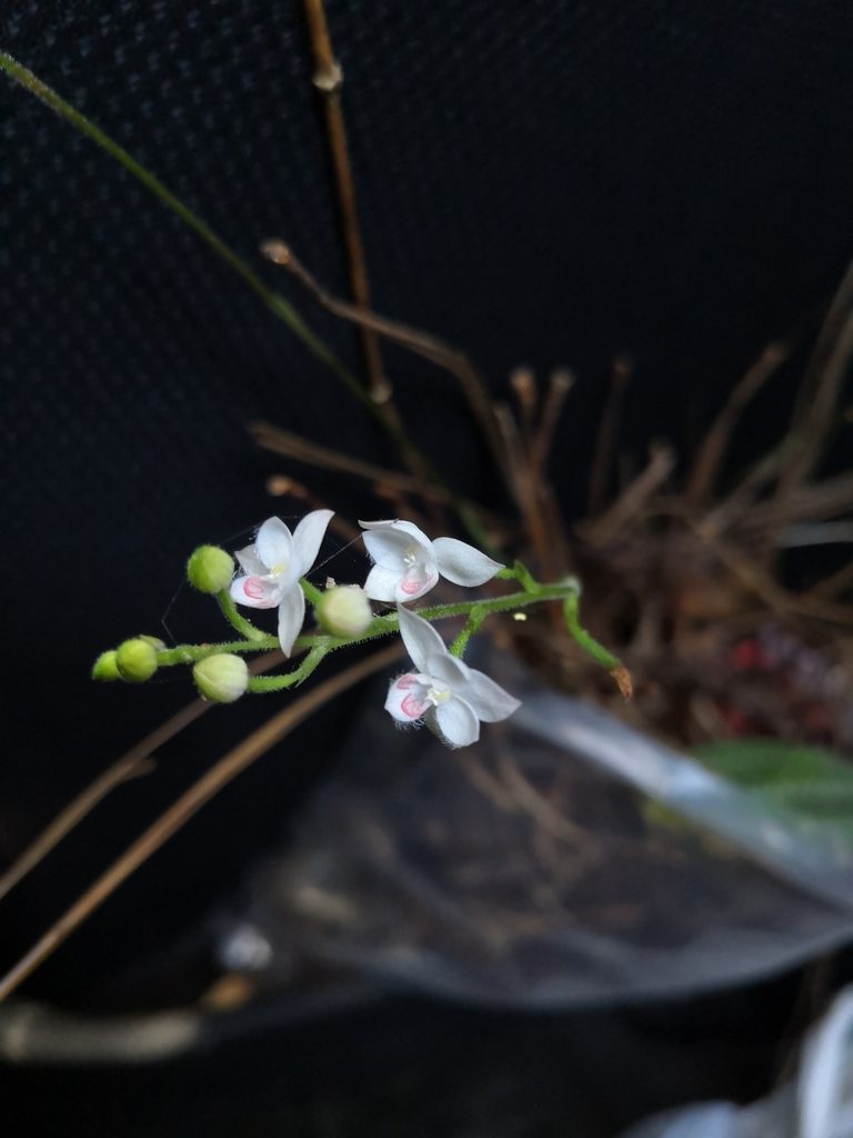Cranichis ciliilabia, photographed by Ana Nuño