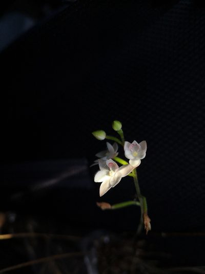 Cranichis ciliilabia, photographed by Ana Nuño