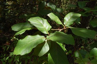 Quercus crassifolia, photographed by Neptalí Ramírez Marcial