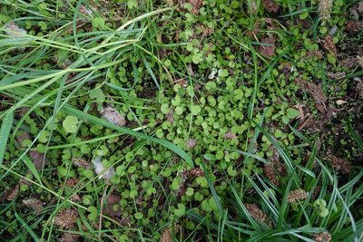 Hydrocotyle novae-zeelandiae, photographed by Jon Sullivan