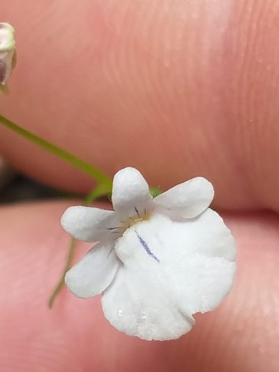 Nemesia macrocarpa, photographed by kevin koen