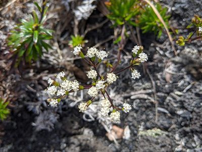 Dubautia scabra, photographed by David Anderson