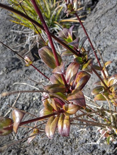 Kadua centranthoides, photographed by David Anderson
