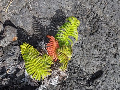 Sadleria cyatheoides, photographed by David Anderson