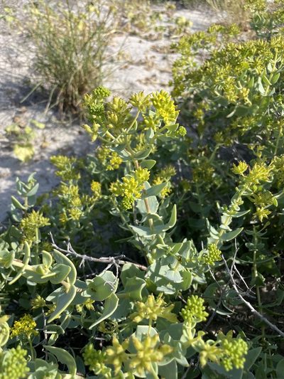 Coulterella capitata, photographed by Sula Vanderplank