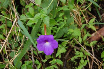 Achimenes longiflora, photographed by Neptalí Ramírez Marcial