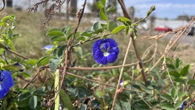 Clitoria ternatea, photographed by Hazel Chang