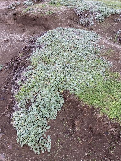 Phacelia argentea, photographed by er-birds