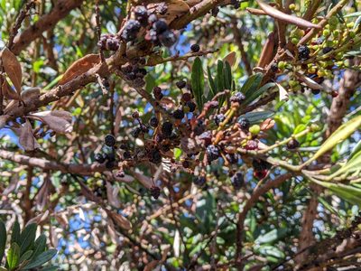 Myrica faya, photographed by David Anderson