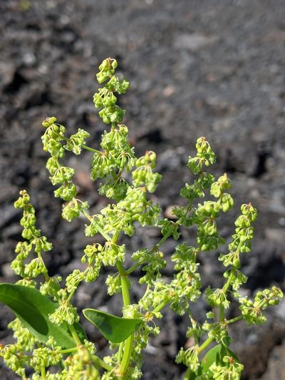 Rumex skottsbergii, photographed by David Anderson