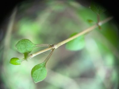 Coprosma virescens, photographed by Jon Sullivan