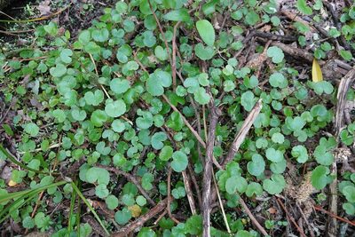 Hydrocotyle pterocarpa, photographed by Jon Sullivan