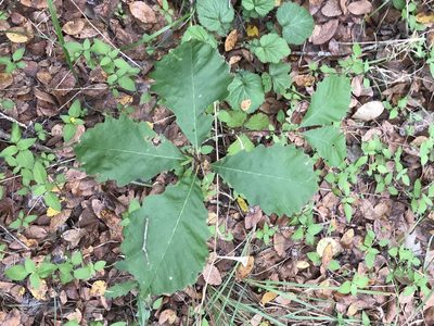 Quercus muehlenbergii, photographed by Cliff Tyllick