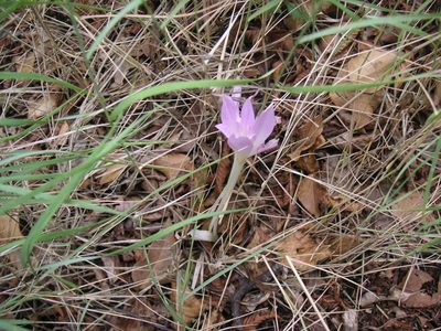 Colchicum haynaldii, photographed by Michael Andresek