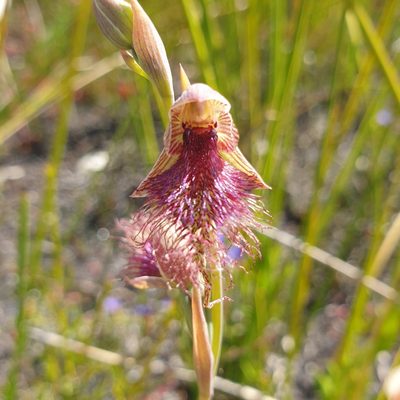 Calochilus robertsonii, photographed by Shelomi Doyle