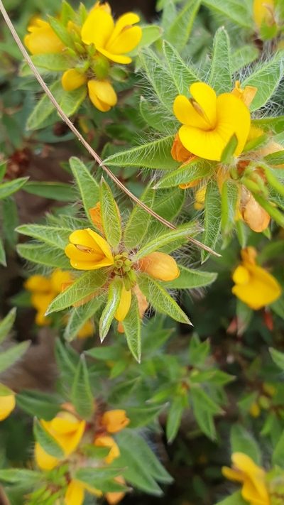 Pultenaea trinervis, photographed by Rosalie Lawrence